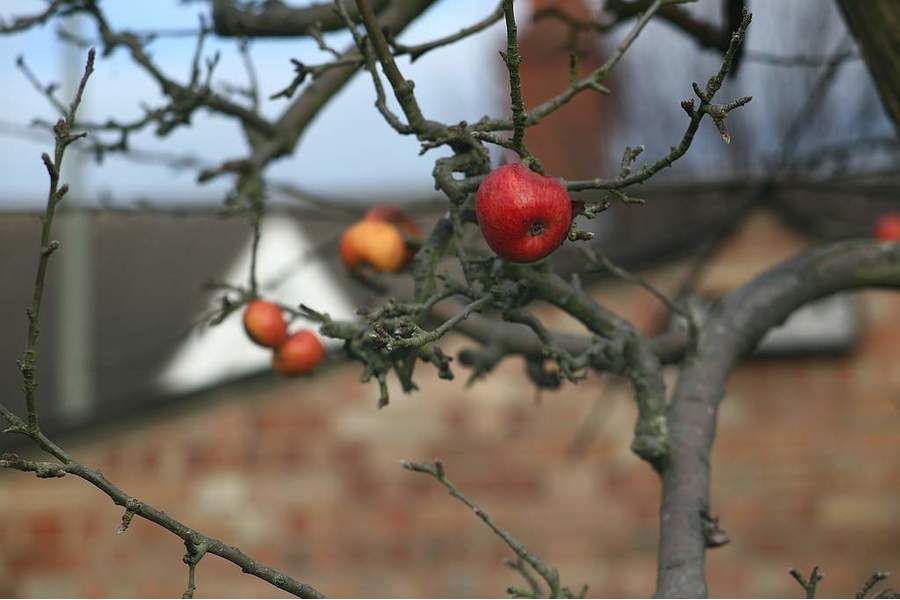 Hanimar Automatic f/2.8 135mm