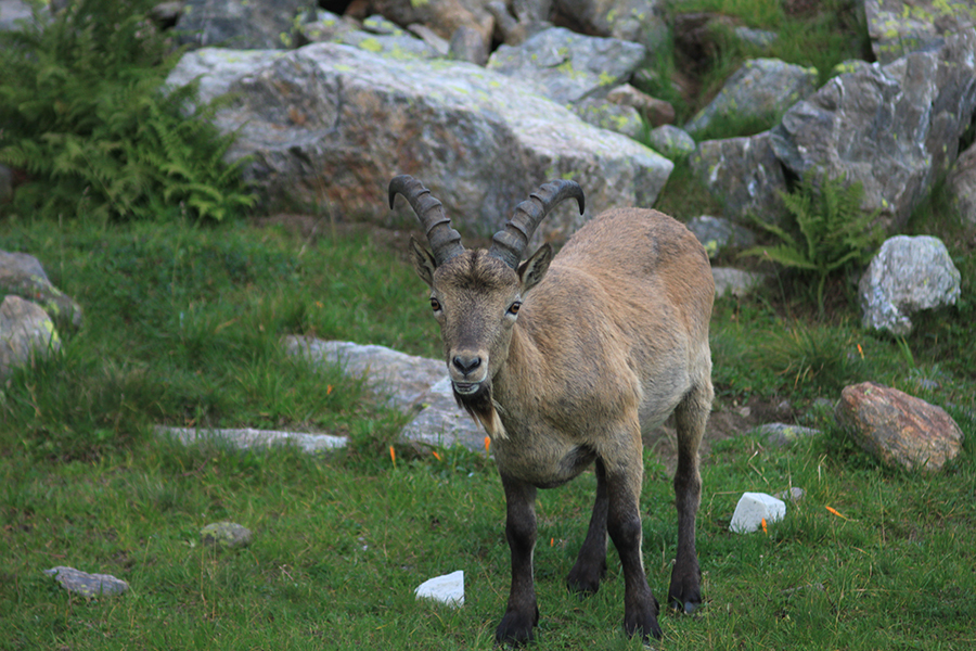 Hanimar Automatic f/2.8 135mm