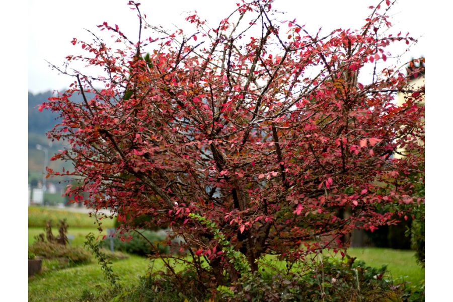 Planar 1.8/50mm Carl Zeiss