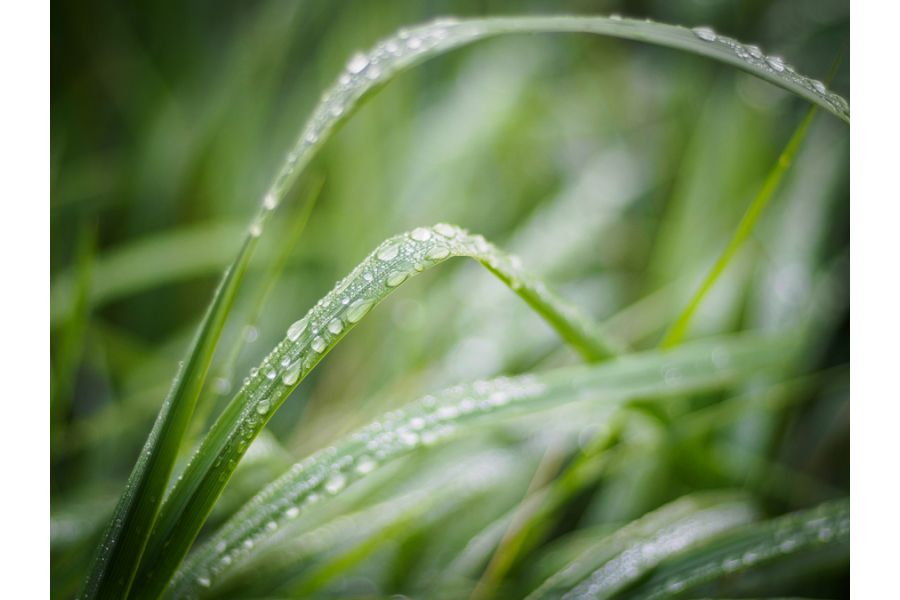 Planar 1.8/50mm Carl Zeiss