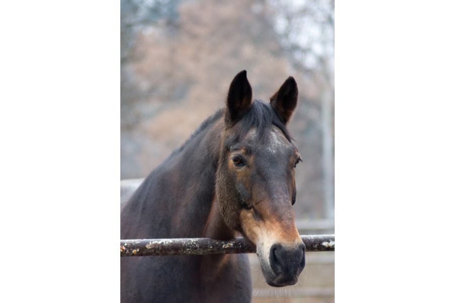 Spezial-Reflexon Auto 135mm f/2.8 Japan