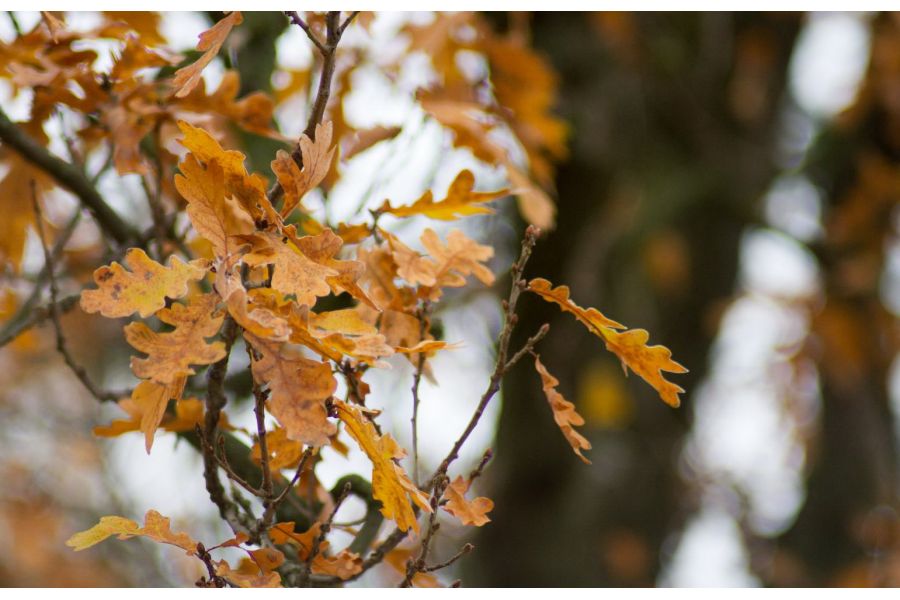 Spezial-Reflexon Auto 135mm f/2.8 Japan