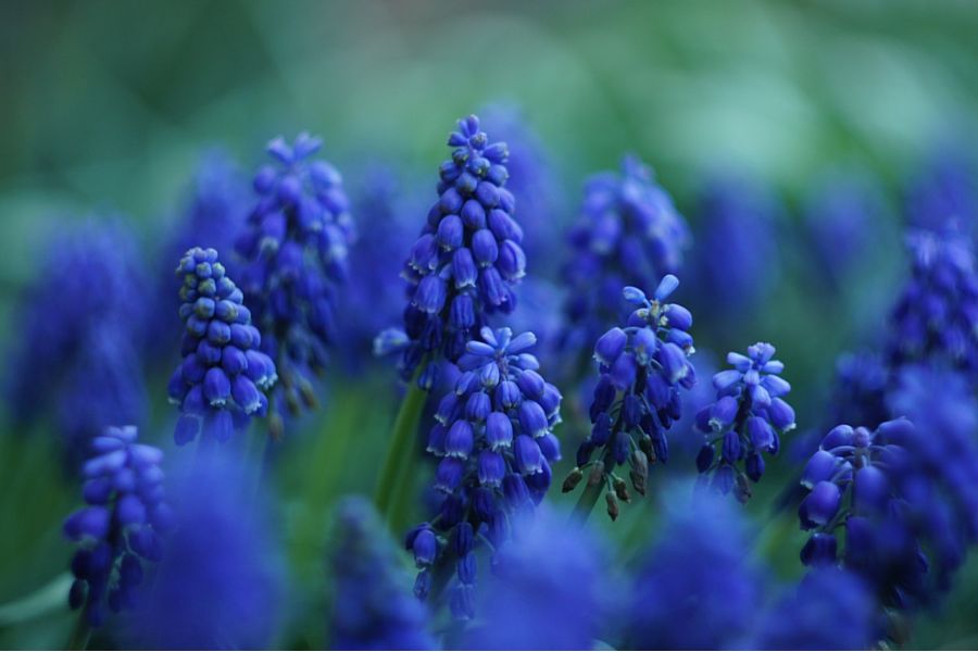 Pancolar 2/50 aus Jena (Germany)