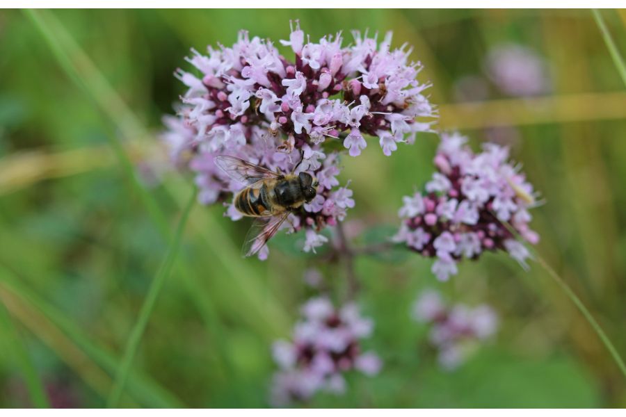 Vivitar 35-70mm 3.5-4.8 MC (Japan) 