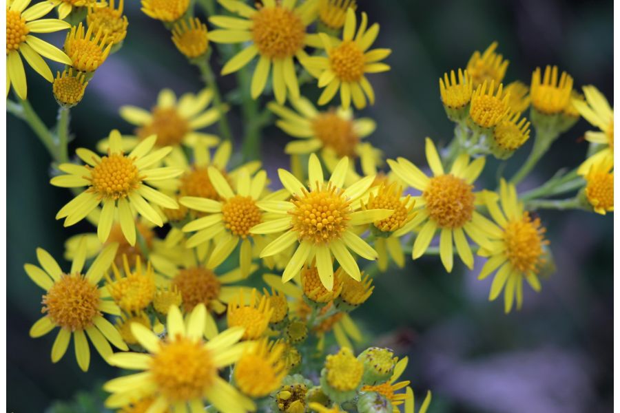 Vivitar 35-70mm 3.5-4.8 MC (Japan) 