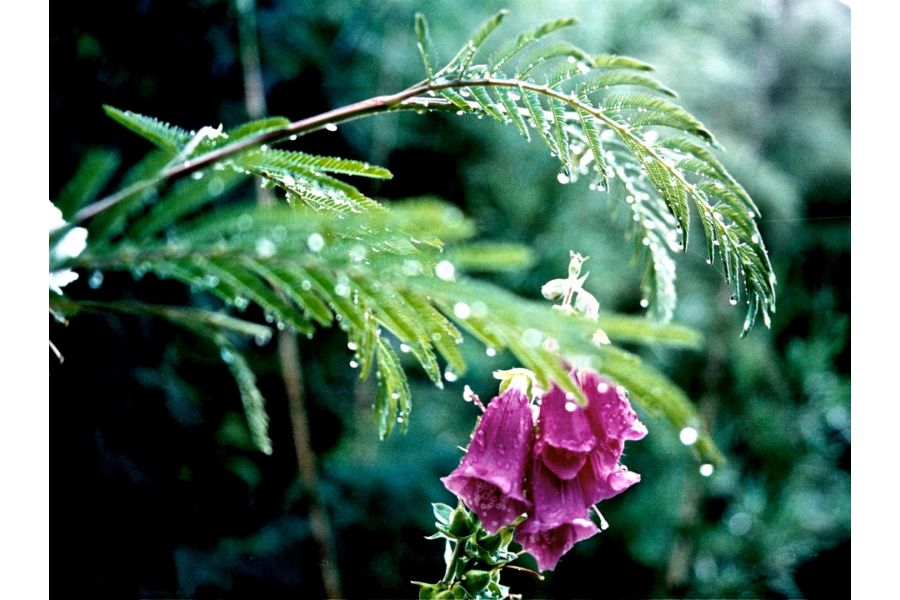 Vivitar 35-70mm 3.5-4.8 MC (Japan) 