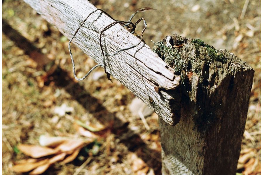 Yashica ML 2/50 (Japan, 1983)