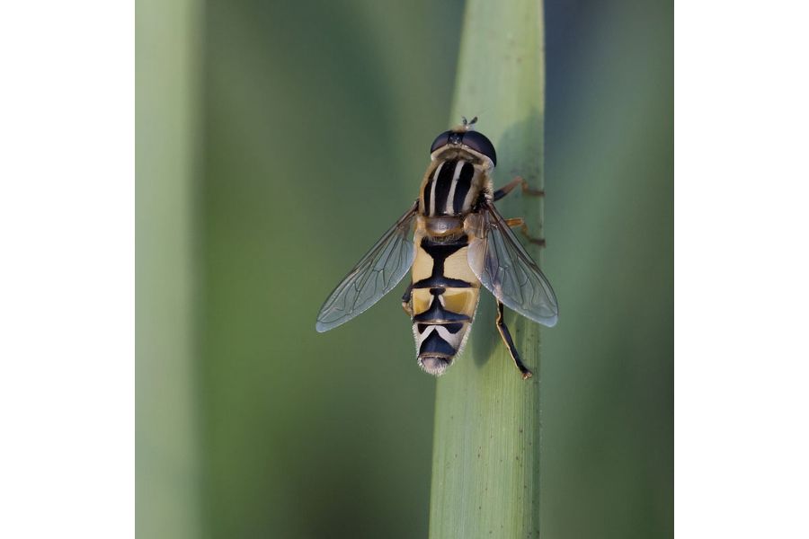 Vivitar Telephoto 2.8/135mm (Japan, 1980) 