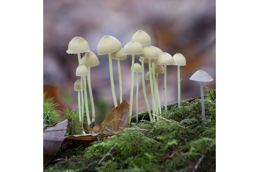 Vivitar Telephoto 2.8/135mm (Japan, 1980) 