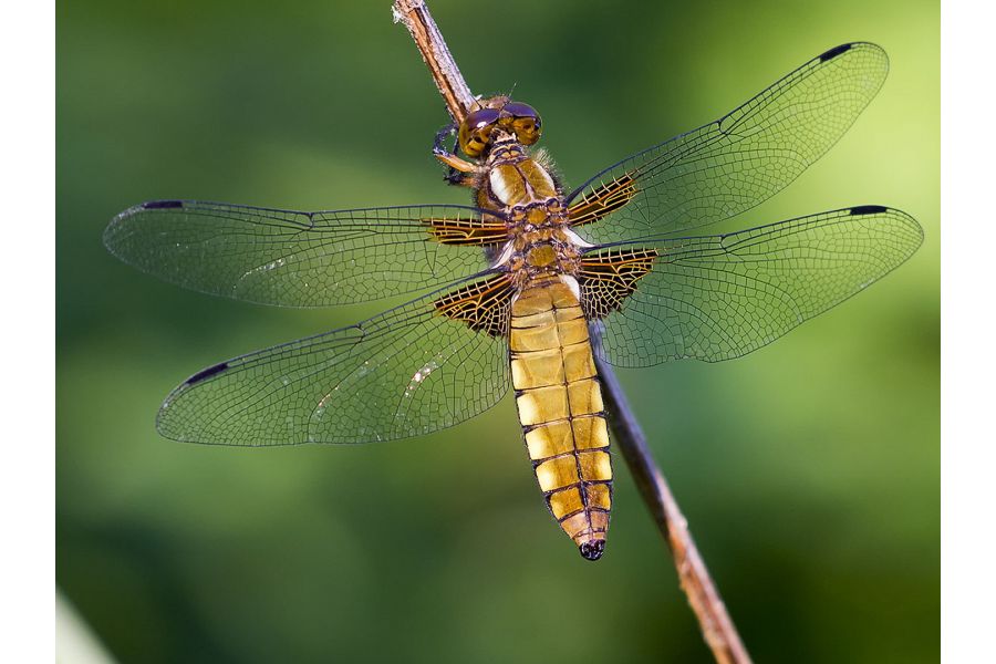 Vivitar Telephoto 2.8/135mm (Japan, 1980) 
