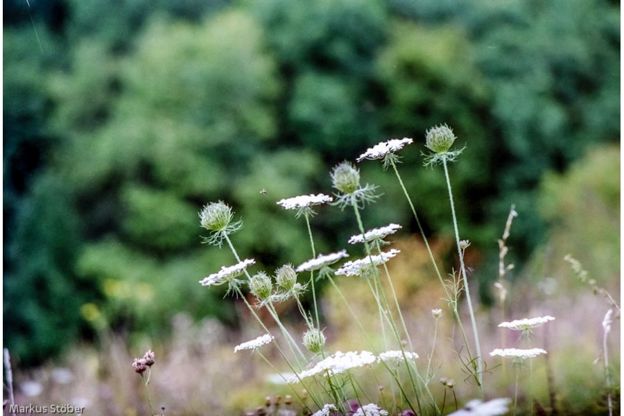 Porst Tele MC 2.8/135mm Auto D (Japan, 1984) 