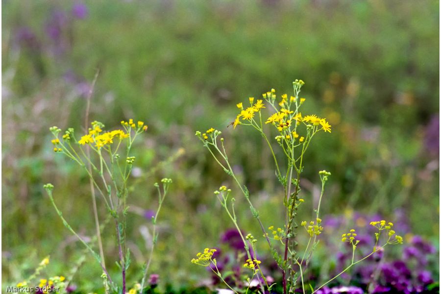 Porst Tele MC 2.8/135mm Auto D (Japan, 1984) 