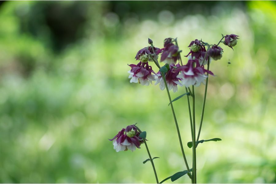 Tokina RMC 70-210mm f/3.5 Nikon F (Japan, 1980) 