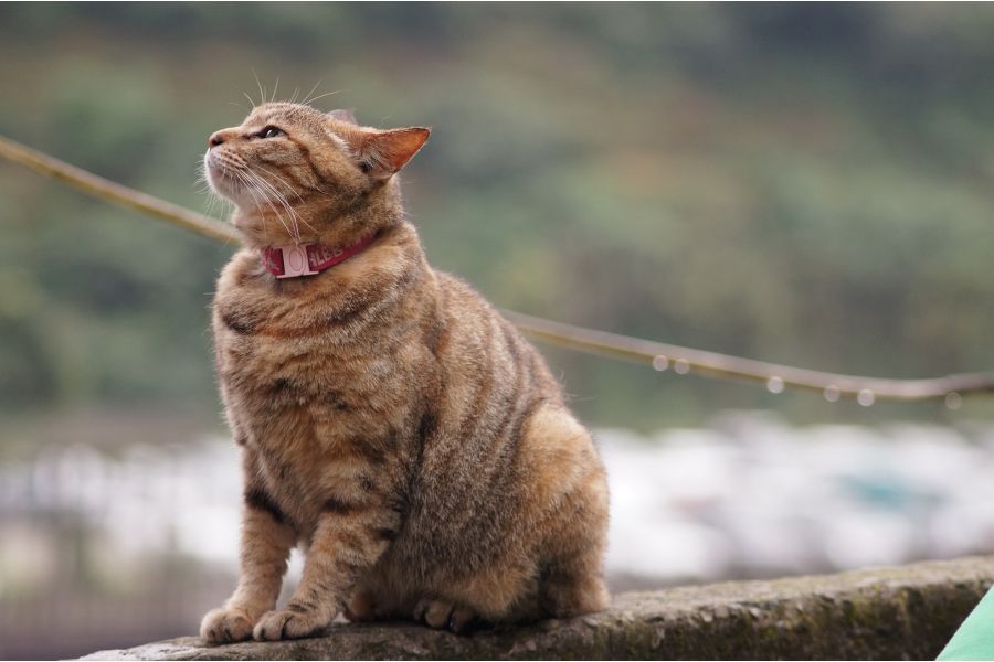 Tokina RMC 70-210mm f/3.5 Nikon F (Japan, 1980) 