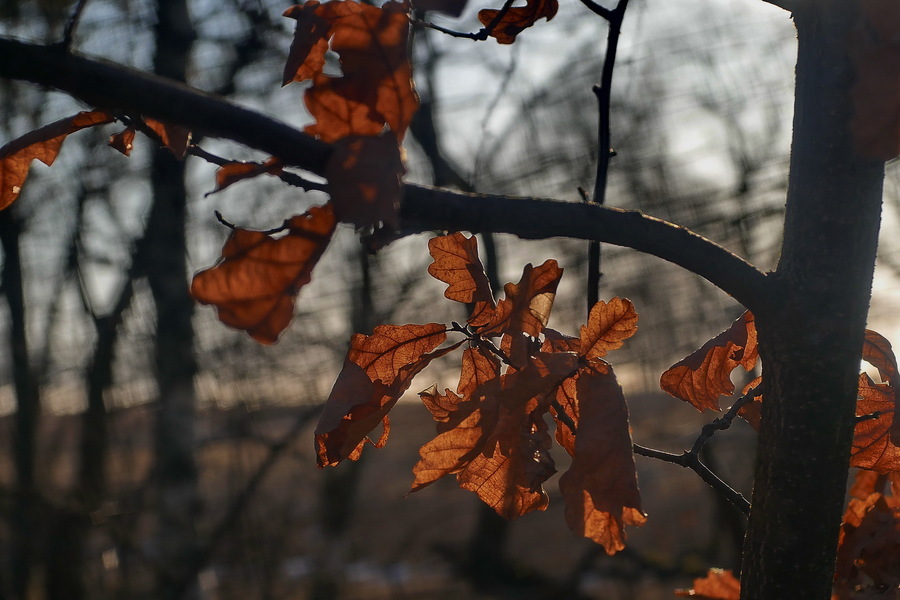 Meopta Anaret 4,5/50