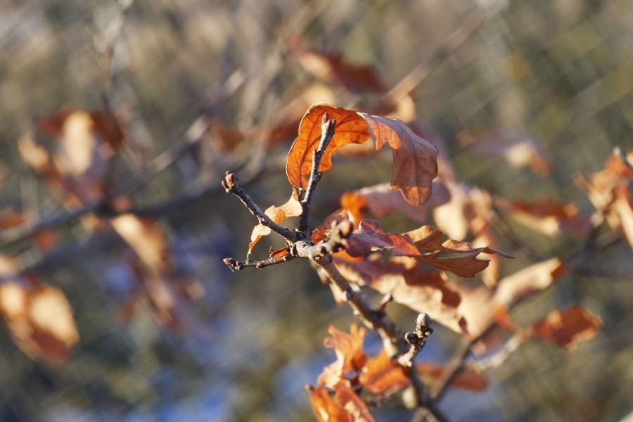 Meopta Anaret 4,5/50