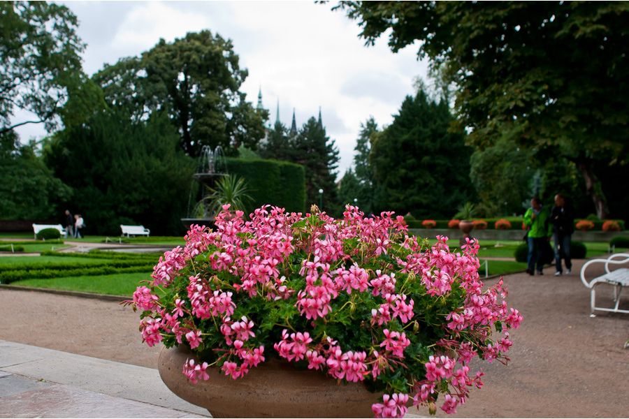 Sigma AF 24mm F1.8D EX DG ASPHERICAL MACRO Sony A