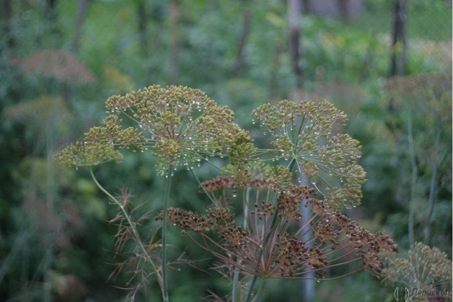 Советский широкоугольный объектив Мир-1В 2.8/37 