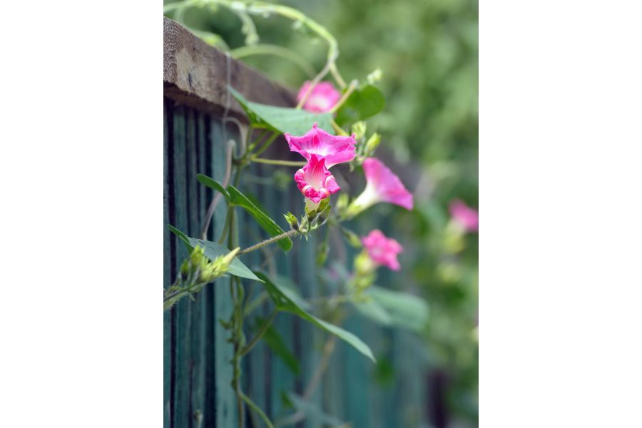 Vivitar 70-210mm f/4.5-5.6 MC MACRO