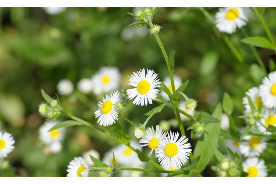 Vivitar 70-210mm f/4.5-5.6 MC MACRO