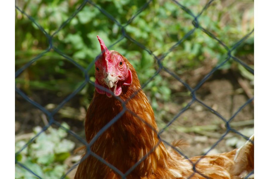 Vivitar MC Macro 28-200mm f/ 3.5-5.3 Nikon