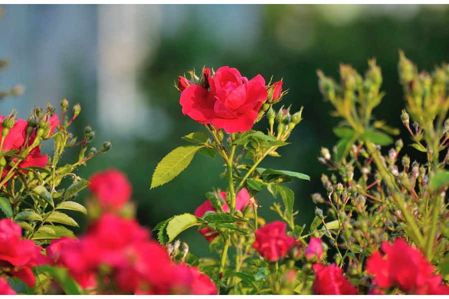 Quantaray MC 85-300mm f/5 Macro (Japan, 1982)