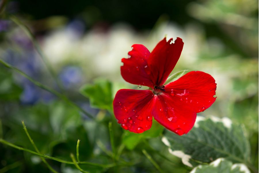 Panasonic Lumix G X Vario 12-35 mm f/2.8 II Asph Power OIS