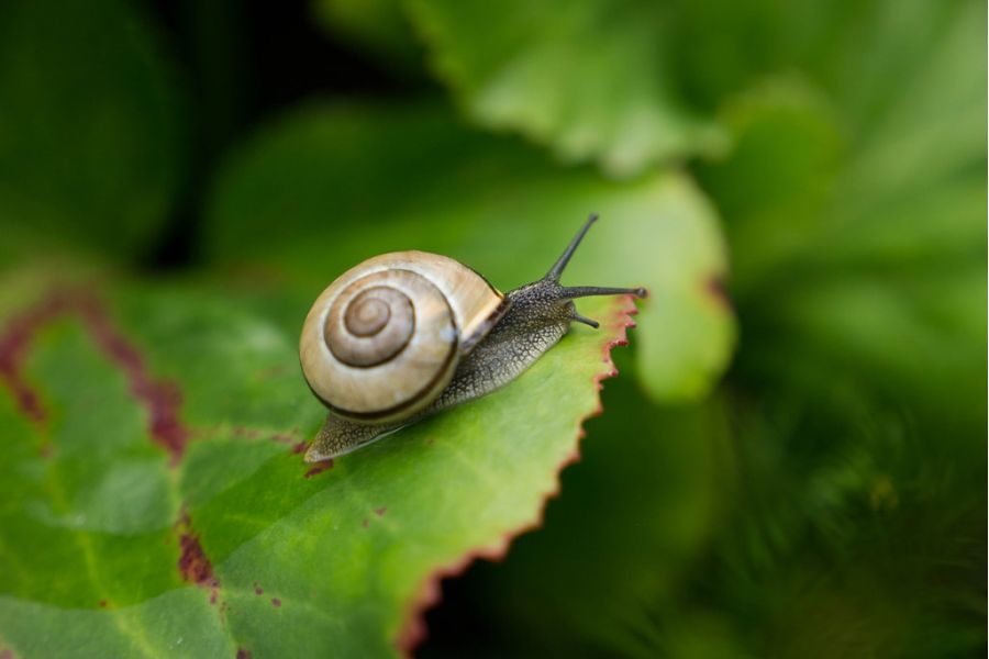 Panasonic Lumix G X Vario 12-35 mm f/2.8 II Asph Power OIS