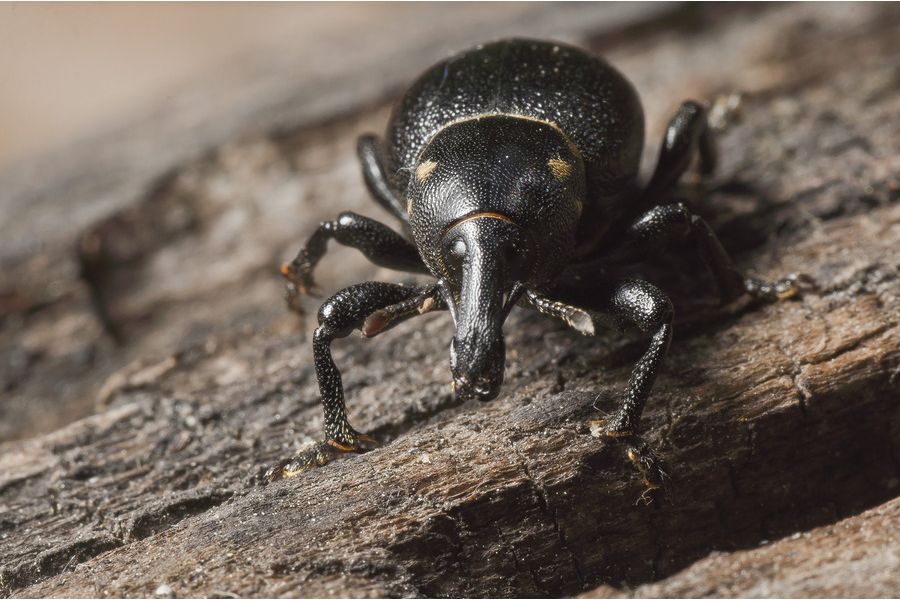 Tamron SP AF 90mm f/2.8 Di Macro 1:1 (272E) Canon EF