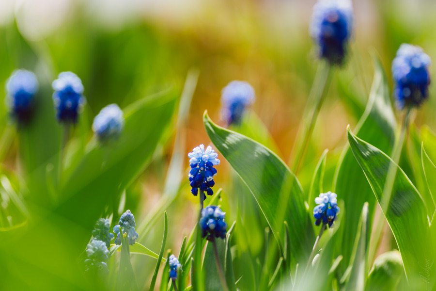 Tamron SP AF 90mm f/2.8 Di Macro 1:1 (272E) Canon EF