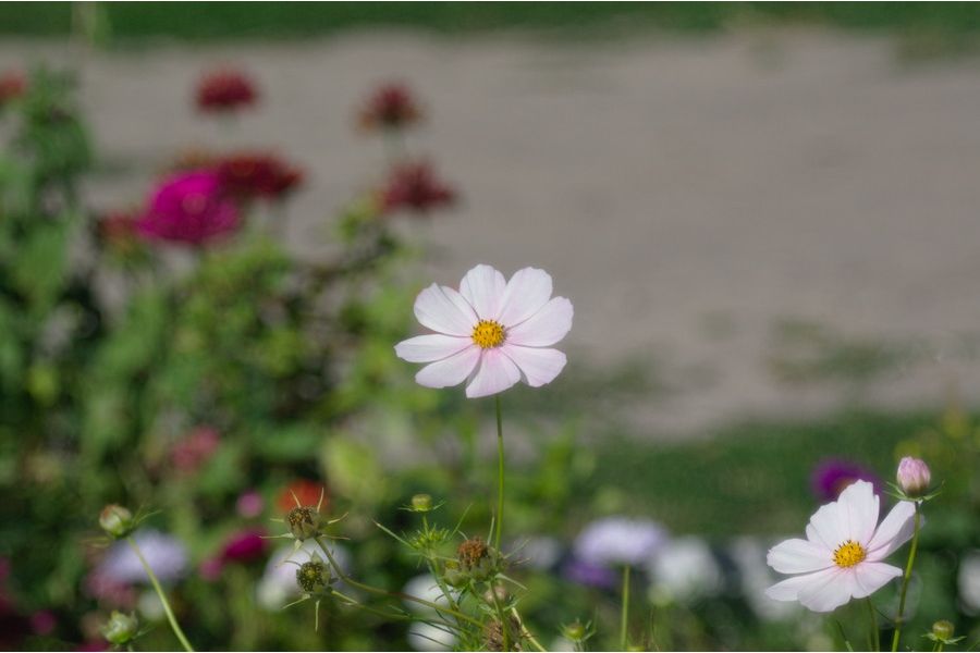 Dopp-Anastigmat Serie III DAGOR 90mm f/6,8  C. P. Goerz Berlin 