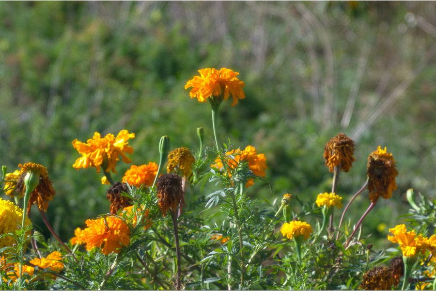 Dopp-Anastigmat Serie III DAGOR 90mm f/6,8  C. P. Goerz Berlin 