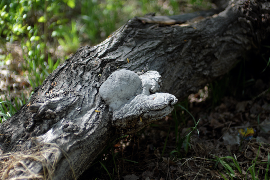 Voigtlander Nokton 35mm f/1.2