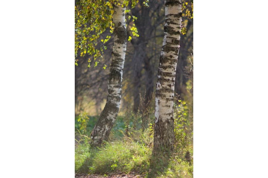 Super-Takumar 4/300mm Asahi Opt. Co. Japan