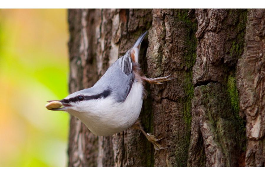 Super-Takumar 4/300mm Asahi Opt. Co. Japan