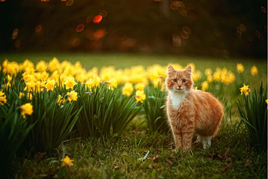 Гелиос-40-2-Н 1,5/85