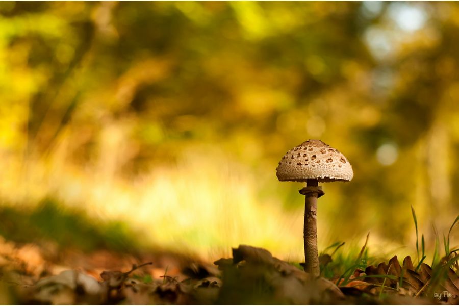 Гелиос-40-2-Н 1,5/85