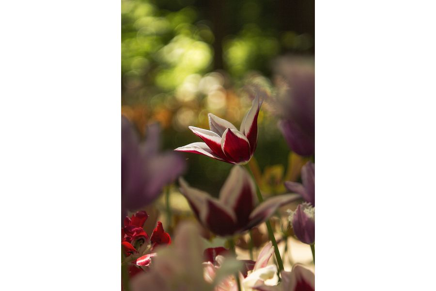 Bonotar 4,5/105mm V Feinmess Dresden новый