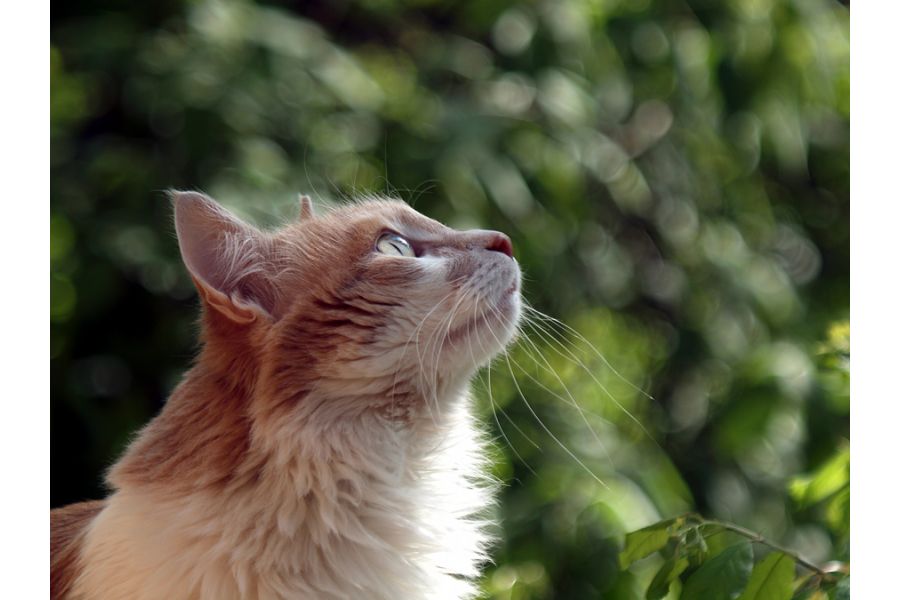 Bonotar 4,5/105mm V Feinmess Dresden новый