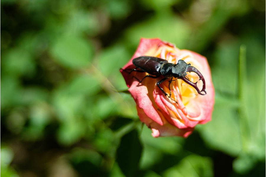 35КП-1,8/100 (СССР,1985)