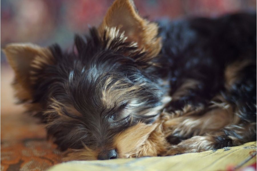 35КП-1,8/100 (СССР,1985)