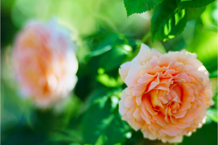 35КП-1,8/100 (СССР,1985)