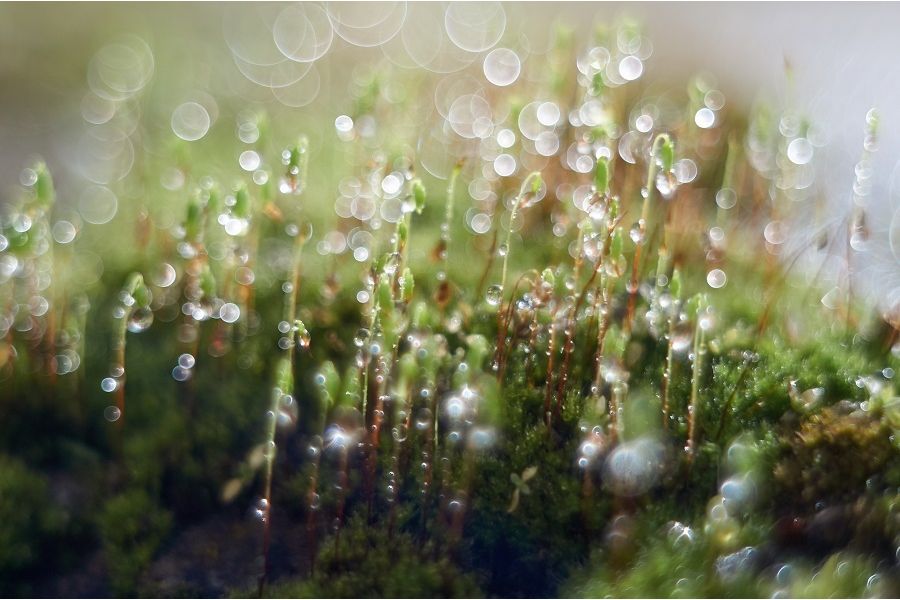 Юпитер-8 2/50 поводок (КМЗ, 1960)