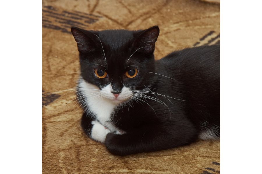 Vivitar MC 28-85mm f/3.5-4.5 Macro for Pentax K