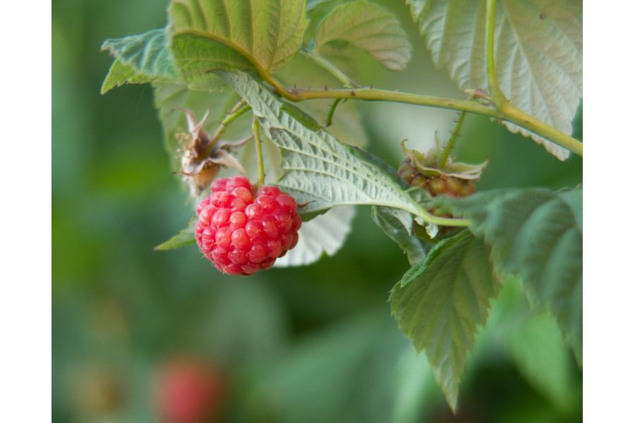 Vivitar MC 28-85mm f/3.5-4.5 Macro for Pentax K