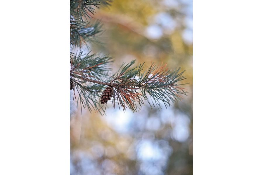 Гелиос 2/92 М42