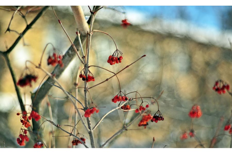 Гелиос 2/92 М42