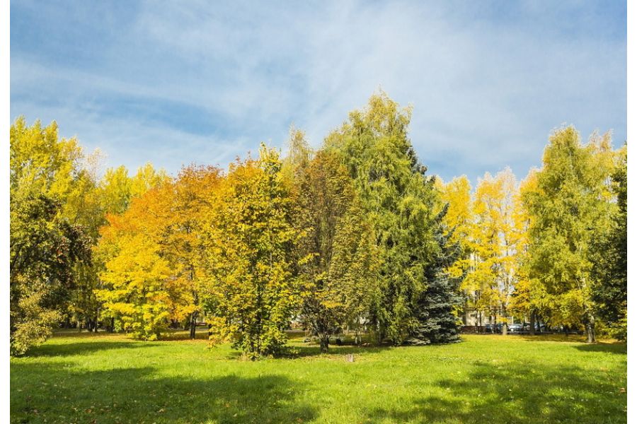 Sigma AF 19mm f/2.8 EX DN Micro 4/3