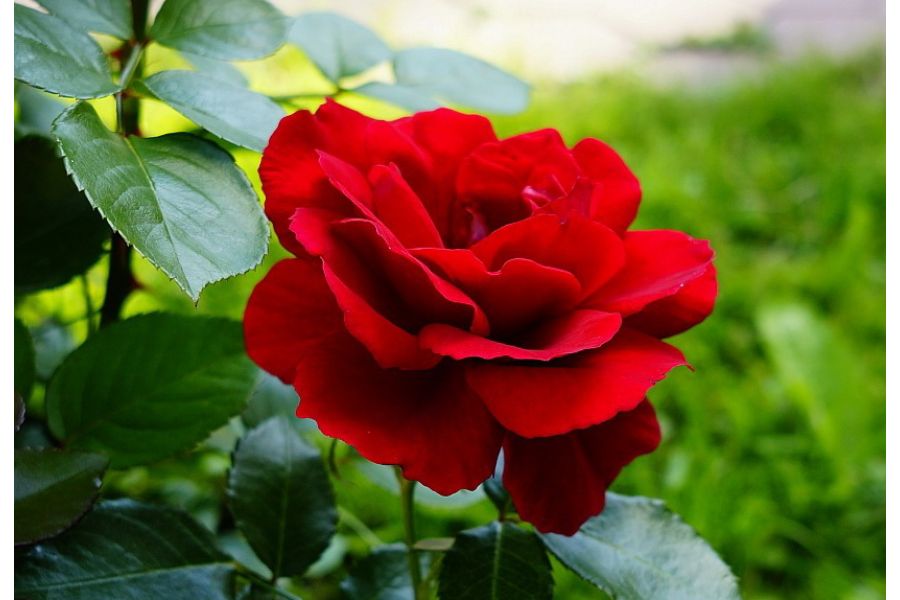 Sigma AF 19mm f/2.8 EX DN Micro 4/3