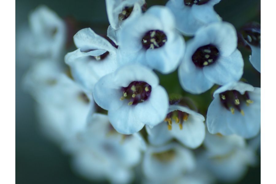 Kiron MC 70-150mm f/4 Macro